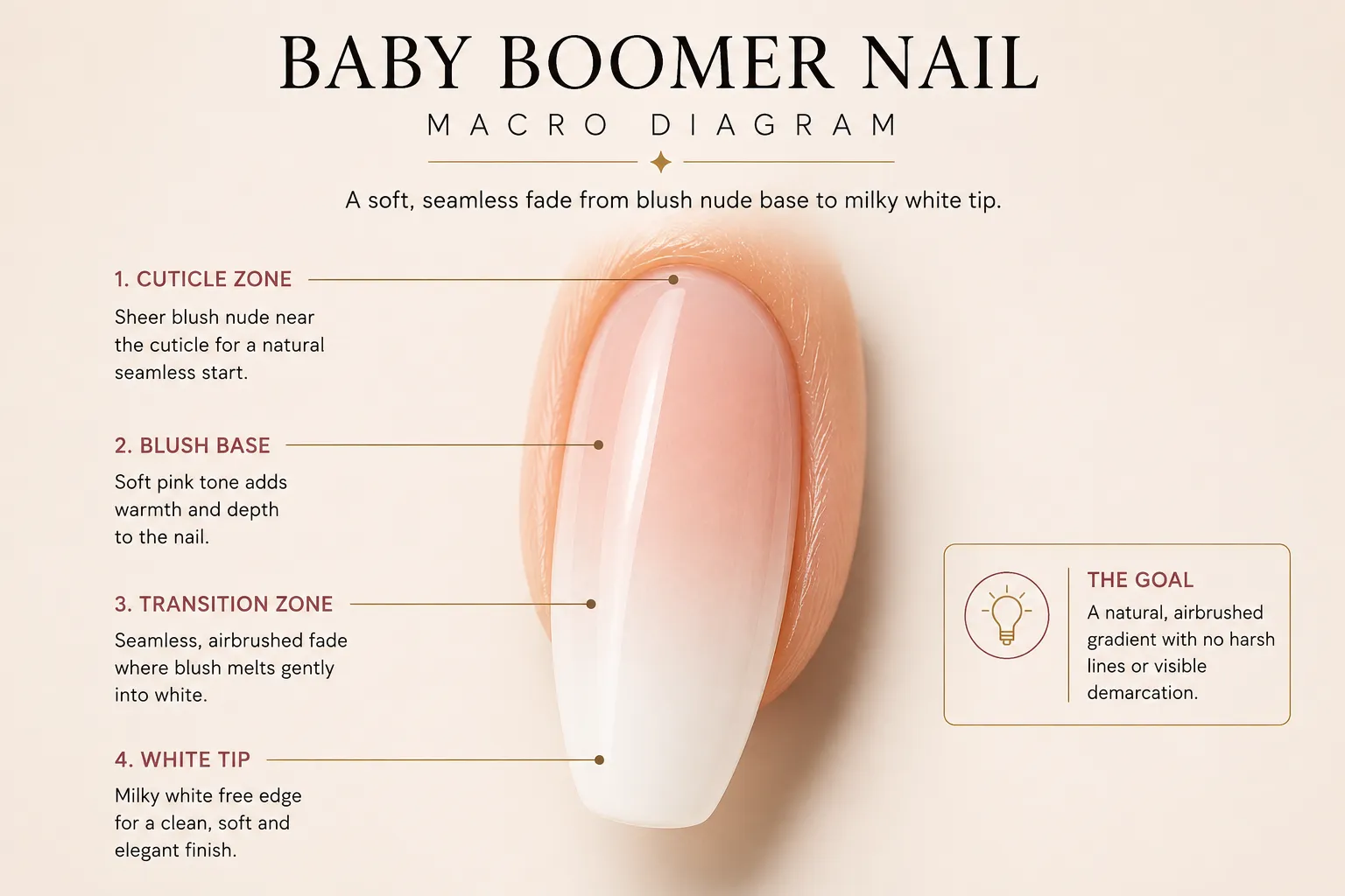 Macro diagram of a Baby Boomer nail showing cuticle zone, blush base, transition, white fade, and free edge